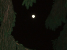 Moon through Pine tree